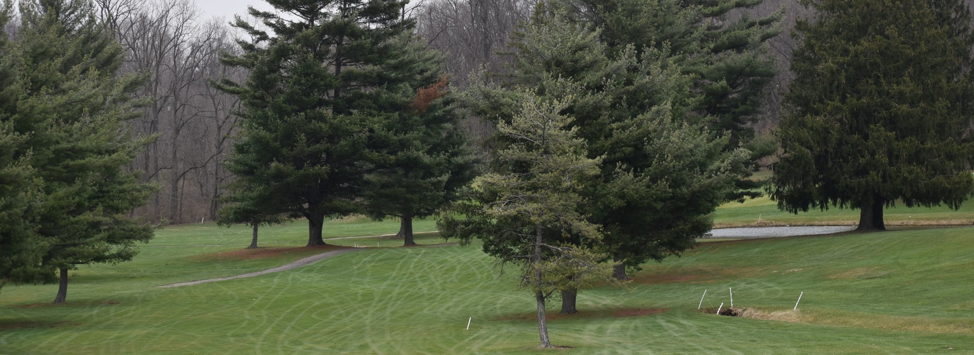 Trees on golf course